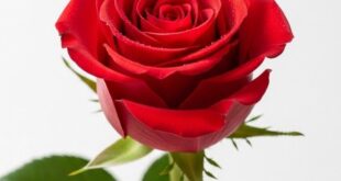 Single Rose Minimal Beauty